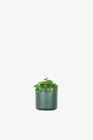 plants-ecommerce-product-featured-img-12 Peperomia Lemon Lime